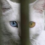 CAT catx